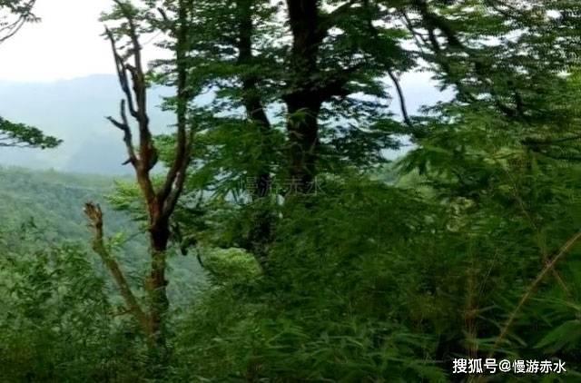 如何准确判断受孕情况?可丽蓝早早孕测试笔为你精准检测